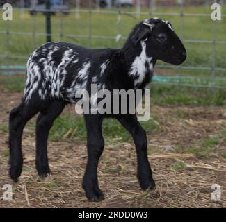 Katahdin sheep lamb that is black with white splotches walking Stock Photo