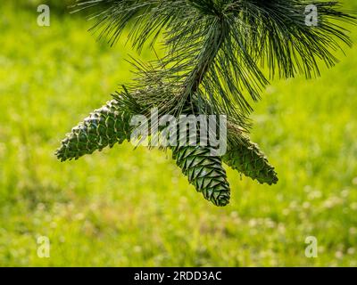 Large green pine cones hanging from the tip of a branch on a pine tree, Stock Photo