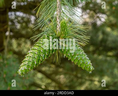 Large green pine cones hanging from the tip of a branch on a pine tree, Stock Photo