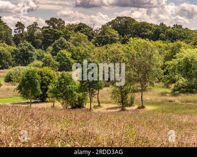 Trees in summer seen against a dramatic cloudy sky with a wildflower meadow in the foreground. Stock Photo