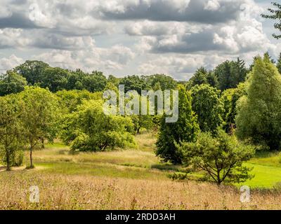 Trees in summer seen against a dramatic cloudy sky with a wildflower meadow in the foreground. Stock Photo