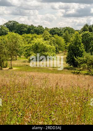 Trees in summer seen against a dramatic cloudy sky with a wildflower meadow in the foreground. Stock Photo