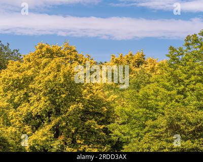 Elevated view of the tree canopy of deciduous woodland, seen against a blue sky in summer. Stock Photo