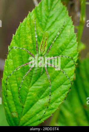 Green lynx spider (Peucetia viridans) - Hall County, Georgia. A lynx spider sits on the leaf of a blackberry bush blending in with the green of the le Stock Photo