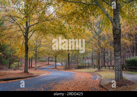 Autumn color - Hall County, Georgia. Autumn colored pin oaks line the borders of a gracefully curved road. Stock Photo