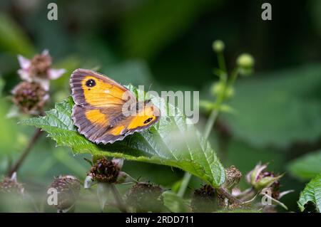 Close up of a Meadow Brown butterfly with wings open on  a green leaf Stock Photo
