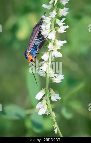 A Virginia ctenucha moth feeds on white sweet clover flowers at Thicksons Point in Whitby, Ontario. Stock Photo