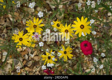 Overhead view of mixed hardy annual flowers including red flax, coreopsis and gypsophila in UK garden June Stock Photo