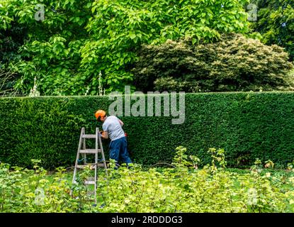 A man in protective headgear, including ear defenders, face shield  and visor, strimming a long hedge in Dublin, Ireland. Stock Photo