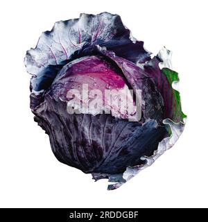 Whole Red Cabbage with Drops of Water on a White Background: Wet purple cabbage that has just been washed on a solid background Stock Photo