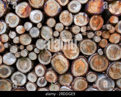 Close-up of a heap of logs of different size used as firewood, captured in a farm near the town of Arcabuco, in the eastern Andean mountains. Stock Photo