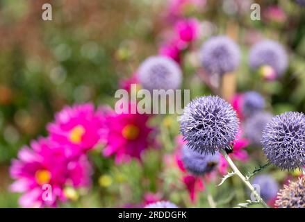 Ruthenian globe thistle, Echinops bannaticus Taplow Blue, photographed at RHS Wisley, Surrey UK. Stock Photo