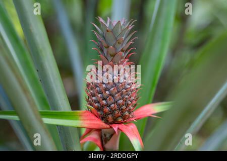 The beginning of delicious pineapples at the Pineapple Orchard Stock Photo
