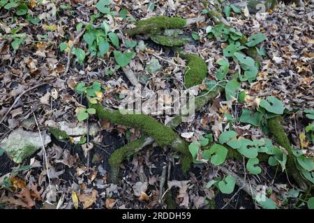 Green moss growing on tree roots partially covered by fallen leaves and vines in the fall in Wisconsin, USA Stock Photo