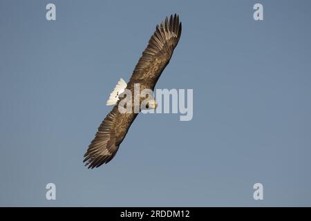 White tailed eagle ( (Haliaeetus albicilla) is the UK’s largest bird of prey, with an impressive wingspan of up to 2.5 metres. Loch na Keal, Scotland. Stock Photo