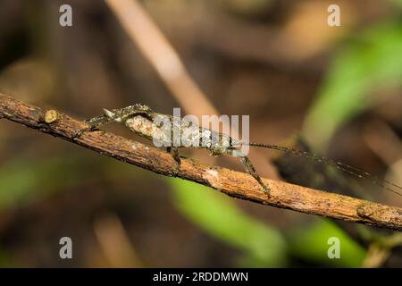 Brown Bush Cricket at night in the rainforest, Ecuador Stock Photo