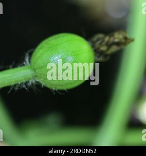 Watermelon flower - baby watermelon - watermelon setting fruit - female watermelon flower - pollinated fruit on vine / pollination Stock Photo