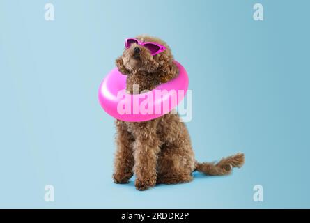 Cute Maltipoo dog with stylish sunglasses and swim ring on light blue background Stock Photo