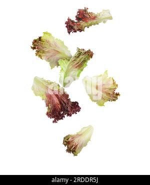 Many oakleaf lettuce leaves falling on white background Stock Photo