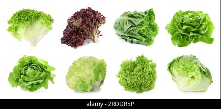 Different types of lettuce isolated on white, collage design Stock Photo