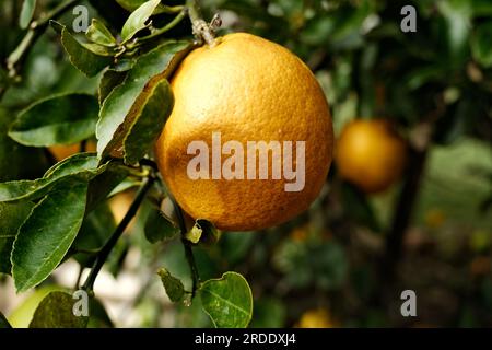 A Close-up of a Ripe Lemon hanging from a Lemon Tree with another in the background Stock Photo