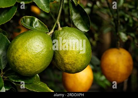 2 Unripe Lemons hanging from a Lemon Tree with two Ripe ones in the Background Stock Photo