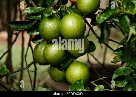 A bunch of Unripe Lemons hanging from a Lemon Tree Stock Photo
