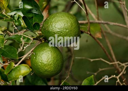 2 Unripe Lemons hanging from a Lemon Tree Stock Photo