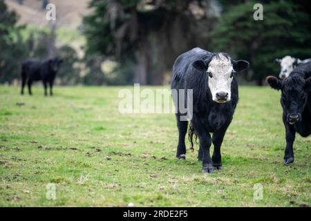 livestock beef cattle in a field on a farm. close up of a cows face. Stock Photo