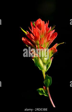 Indian Paintbrush, Great Red Paintbrush (Castilleja miniata), flower, on a dark background growing wild in rural Alberta Canada Stock Photo