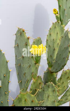 Opuntia prickly pear cactus bloom Stock Photo