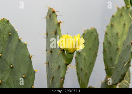 Closeup of an opuntia cactus prickly pear with yellow flower Stock Photo