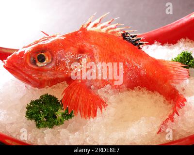 Fresh Japanese Red sea-bream, kichiji Stock Photo