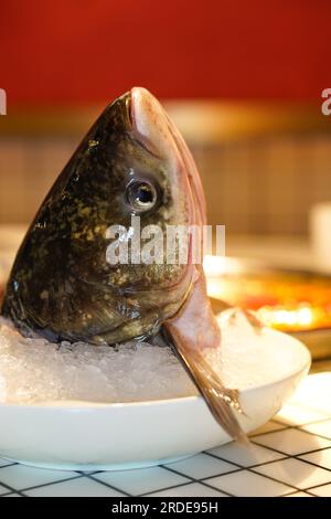 Bighead carp fish head close-up in hands.Bighead carp Stock Photo
