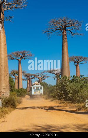 Morondava, Madagascar - May 29.2023: Public transport truck of Madagascar at the avenue Baobab trees allee near Morondava, vertical Stock Photo