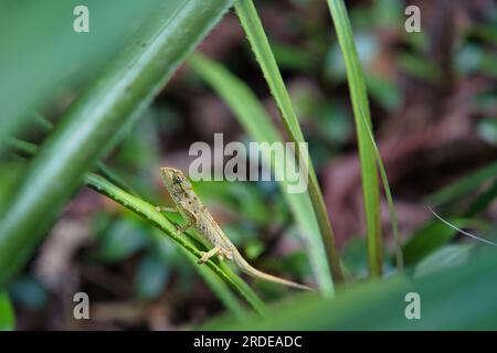 The tiger chameleon (Archaius tigris) also known as the Seychelles ...