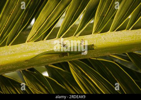 Green gecko on palm leaf, Mahe Seychelles Stock Photo