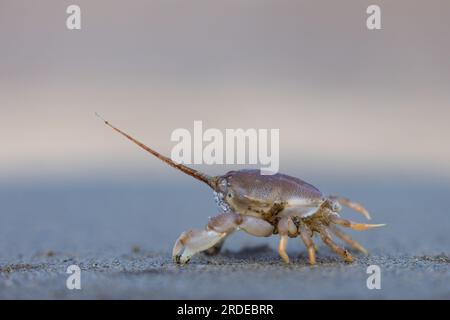 Masked crab ( Corystes cassivelaunus ] on wet sand, UK Stock Photo