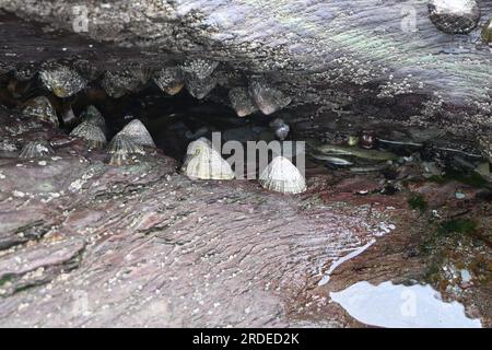 limpets in rock pool cornwall Stock Photo