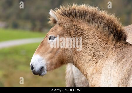 Przewalski's Wild Horse [ Equus caballus przewalskii ] in Highland wildlife park Stock Photo