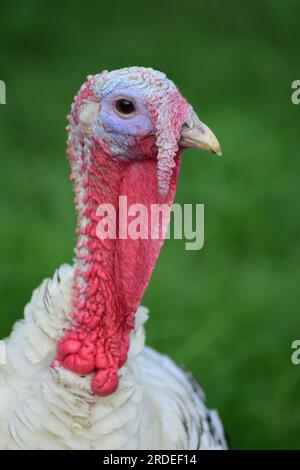 Turkey bird neck or head close up against a green grass background. Portrait of beautiful bird. Stock Photo