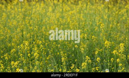 Mustard field flowers bloom. Winter season crop. Magnificent yellow flowers of crop. Agricultural and farming in rural Punjab. Stock Photo