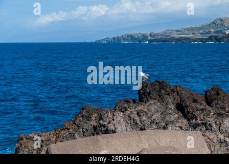 Side view of seagull perching on rock Stock Photo