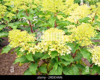 Hydrangea paniculata 'Phantom' Stock Photo