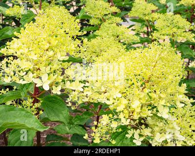 Hydrangea paniculata 'Phantom' Stock Photo