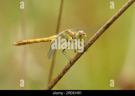 Natural closeup on a yellow Common Darter dragonfly, Sympetrum striolatum perched on a twig Stock Photo