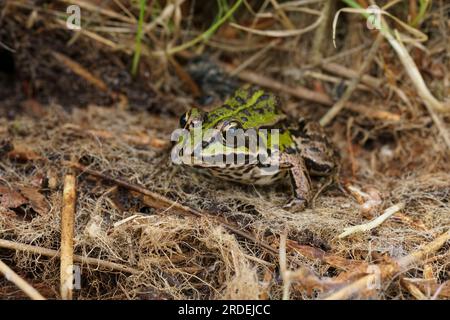 Natural closeup on the Eurasian marsh frog, Pelophylax ridibundus sitting in dried grass Stock Photo