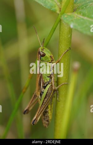 Natural vertical closeup on the European meadow grasshopper Pseudochorthippus parallelus Stock Photo