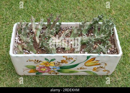 Orbea decaisneana subsp. hesperidum (Maire) Jonkers in a rectangular ceramic pot Stock Photo