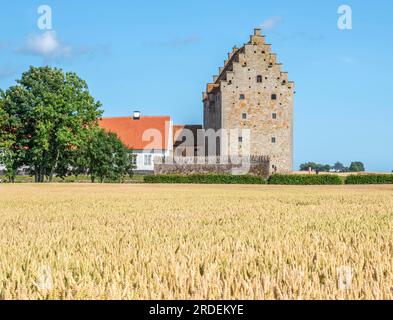 Field of ripe wheat in front of the medieval castle Glimmingehus in Simrishamn municipality, Scania, Sweden, Scandinavia Stock Photo